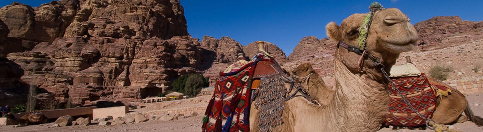 Camel Petra Tour